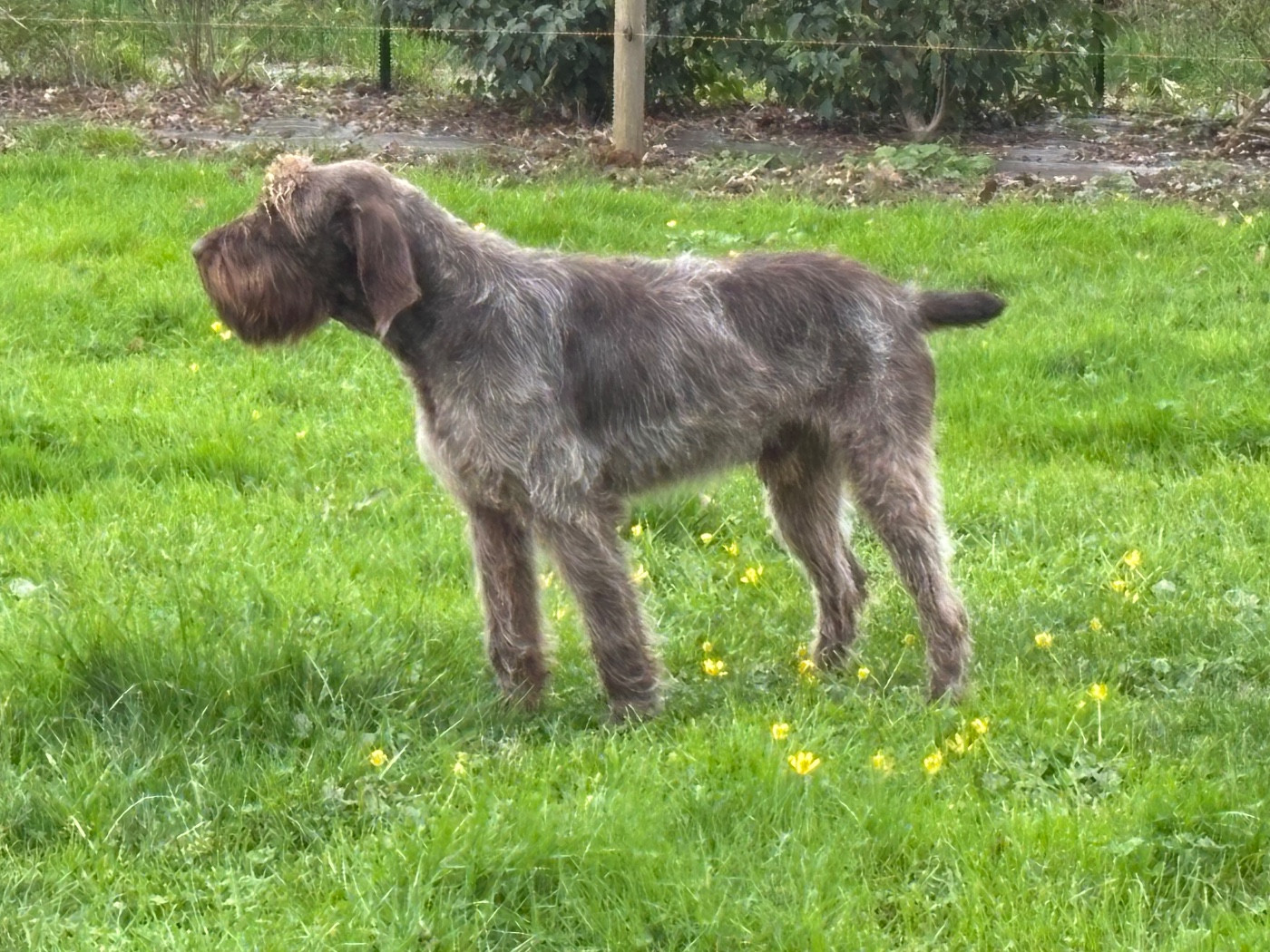 Volt Du Chemin Des Amourettes