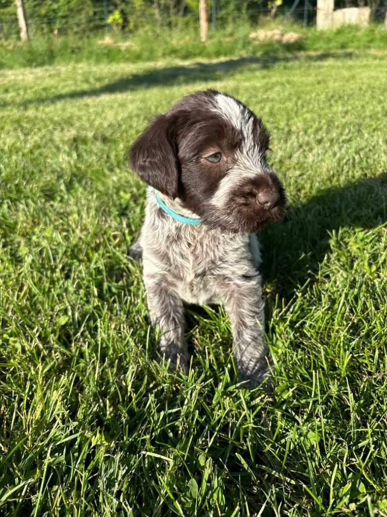 Du Chemin Des Amourettes - Chiots disponibles - Griffon d'arrêt à poil dur Korthals