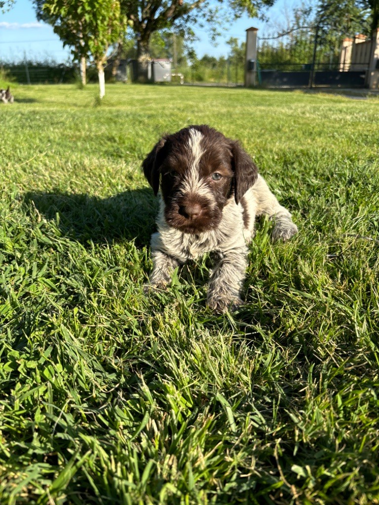 Du Chemin Des Amourettes - Chiots disponibles - Griffon d'arrêt à poil dur Korthals