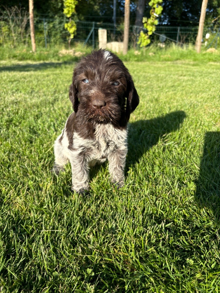 Du Chemin Des Amourettes - Chiots disponibles - Griffon d'arrêt à poil dur Korthals