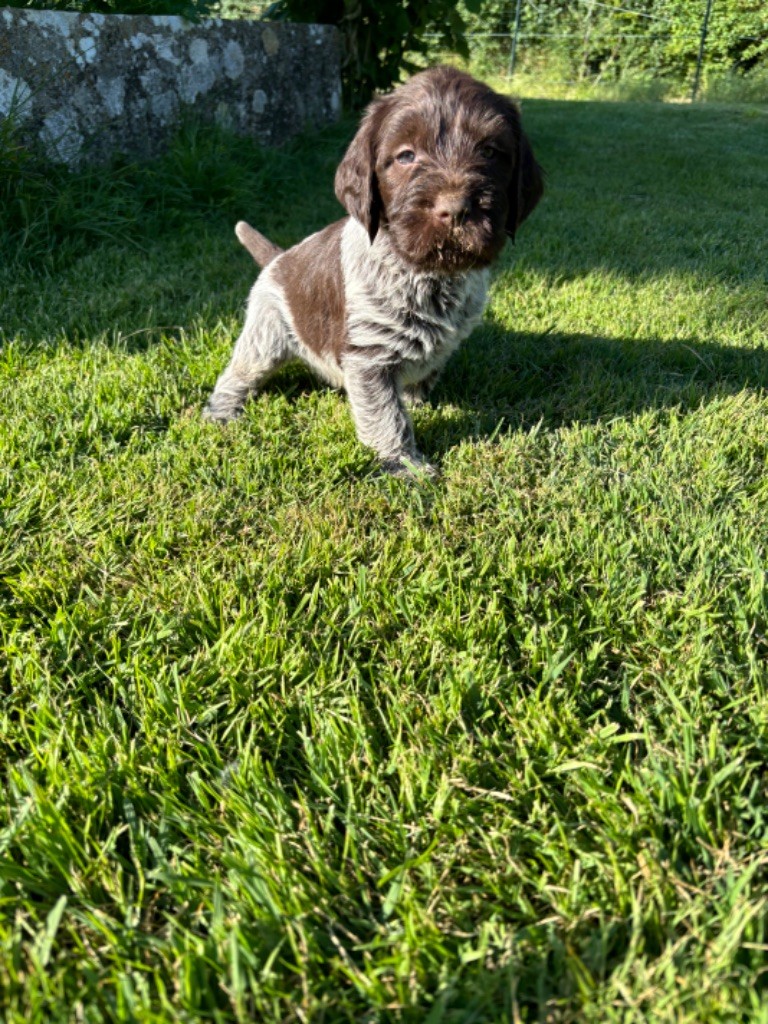 Du Chemin Des Amourettes - Chiots disponibles - Griffon d'arrêt à poil dur Korthals