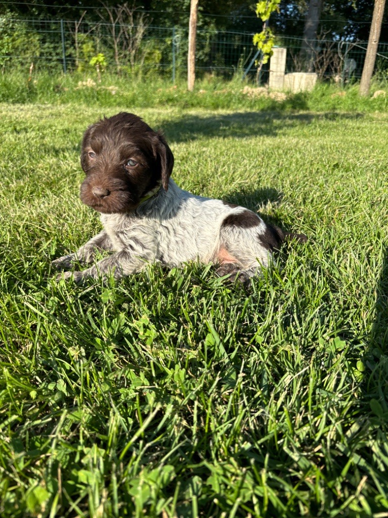 Du Chemin Des Amourettes - Chiots disponibles - Griffon d'arrêt à poil dur Korthals