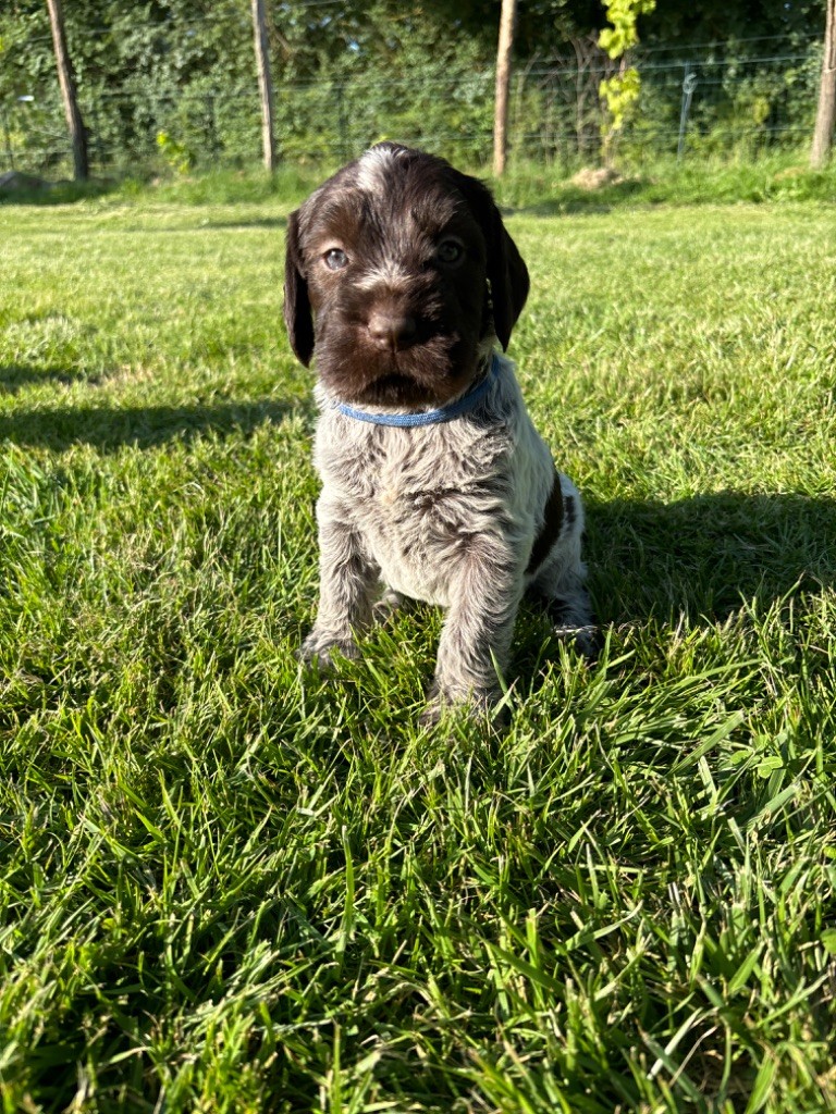 Du Chemin Des Amourettes - Chiots disponibles - Griffon d'arrêt à poil dur Korthals