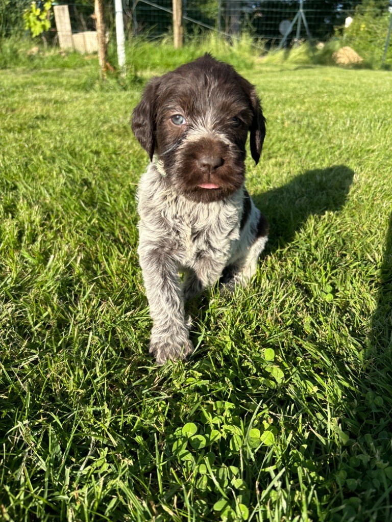 Du Chemin Des Amourettes - Chiots disponibles - Griffon d'arrêt à poil dur Korthals