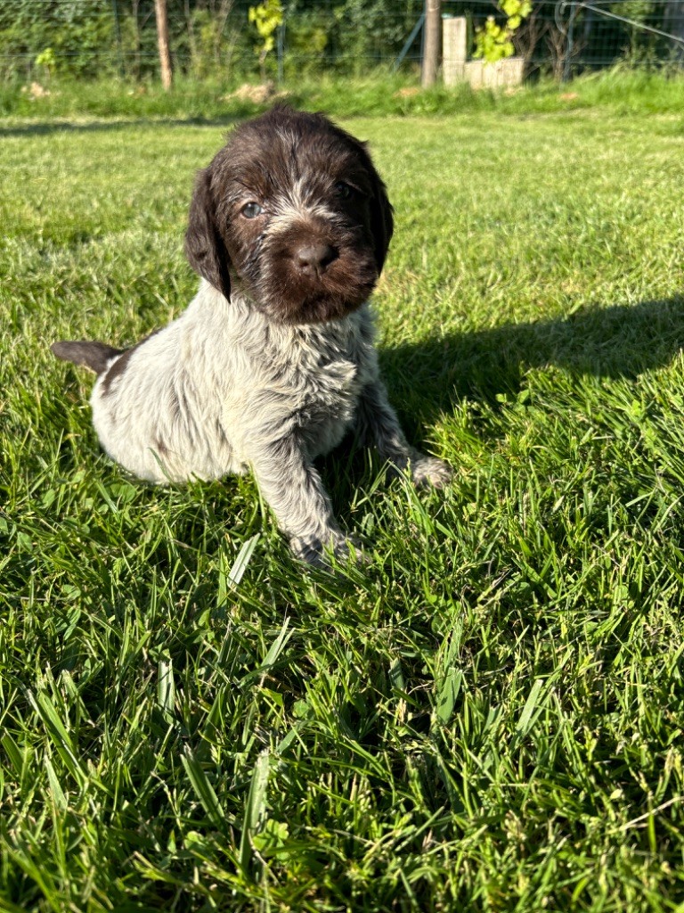 Du Chemin Des Amourettes - Chiots disponibles - Griffon d'arrêt à poil dur Korthals