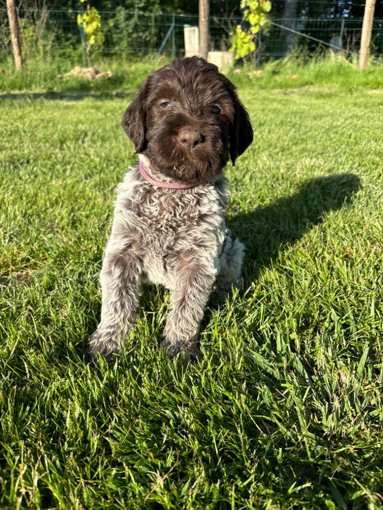 Du Chemin Des Amourettes - Chiots disponibles - Griffon d'arrêt à poil dur Korthals