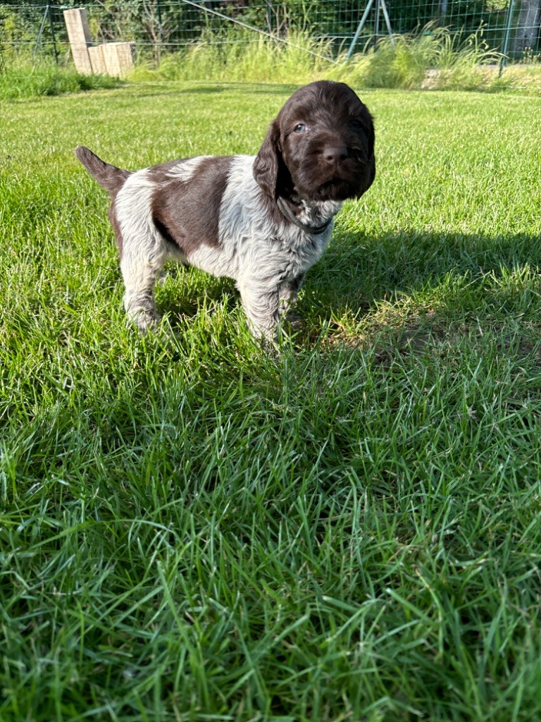 Du Chemin Des Amourettes - Chiots disponibles - Griffon d'arrêt à poil dur Korthals